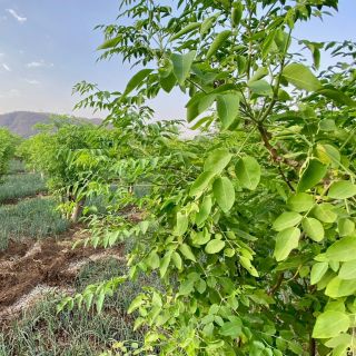 🌿 Milí moringoví přátelé, víte, že moringové tablety jsou unikátem na trhu? A víte proč? Jsou totiž 100% přírodní a...